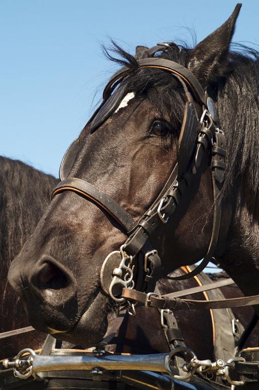 Head profile of a black Percheron. - INRA DIST from France — Black Percherons Cl J Weber10