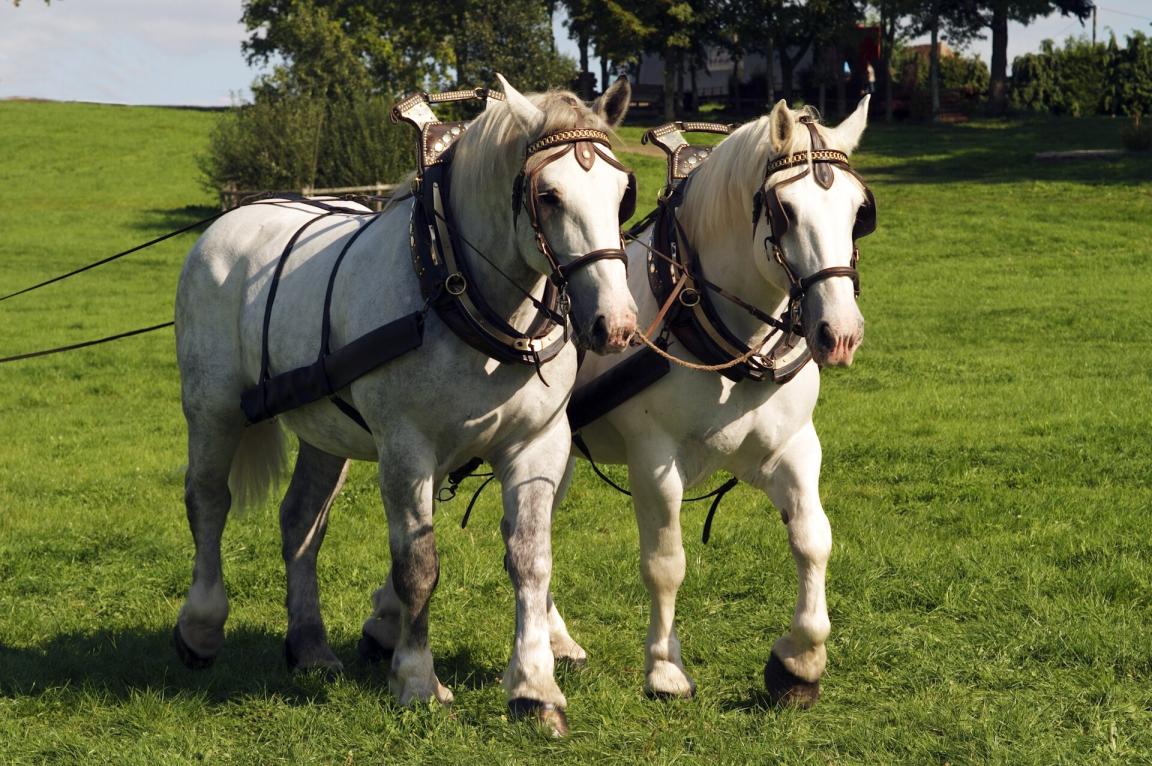 Percherons harnessed at the 2011 World Championships, Haras National du Pin. - CC BY 2.0 - INRA DIST from France