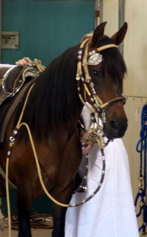 Head of a Peruvian Pasobird - CC BY 2.0 - Just chaos