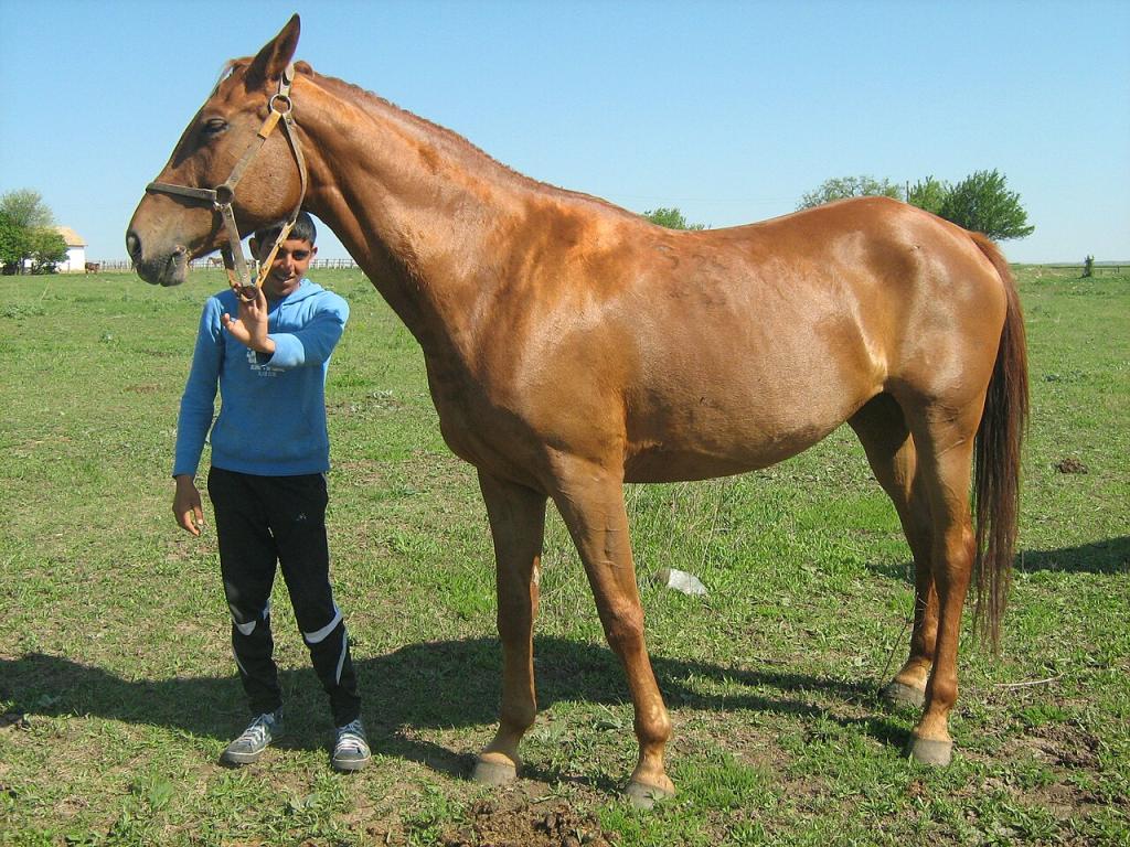 Pleven at Kabiuk stud, chestnut, model - CC BY 2.0 - Plamen Ivanov