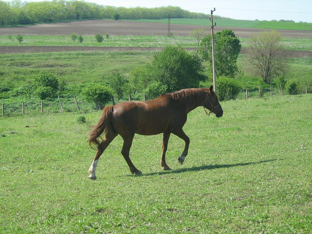 Pleven walking in his meadow. - CC BY 2.0 - Plamen Ivanov