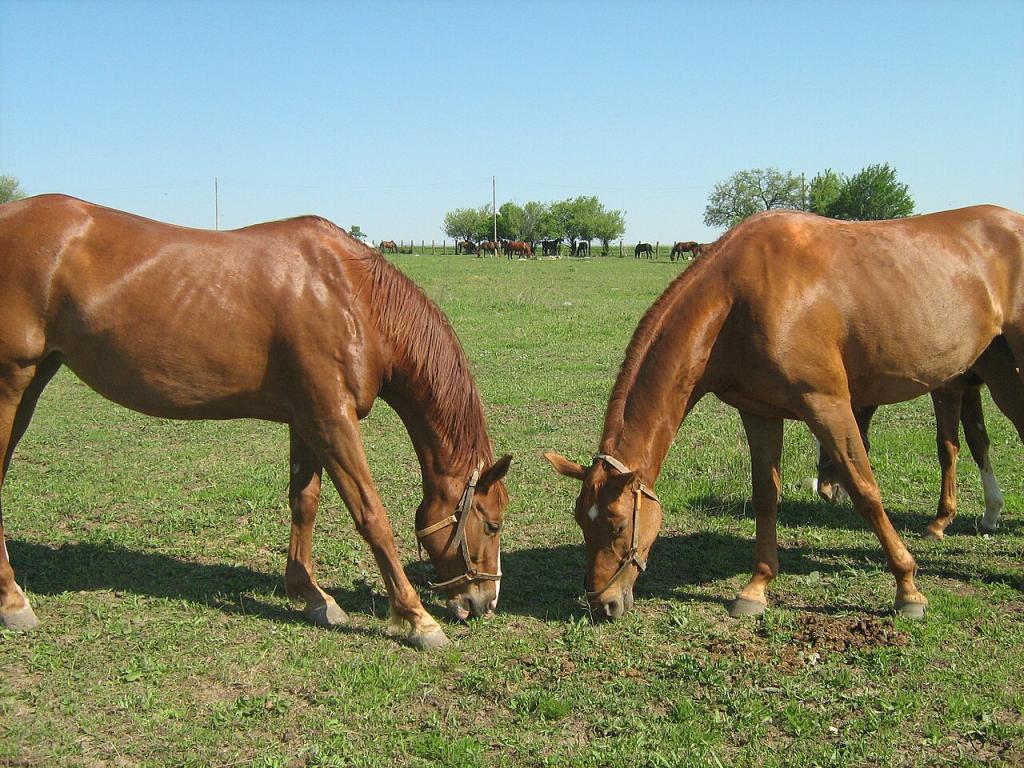 Pleven grazing at Kabiuk stud farm. - CC BY 2.0 - Plamen Ivanov