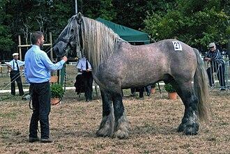 Leonardo 11, Poitevin Mulassier born in 1999. - CC BY 3.0 - Poitou