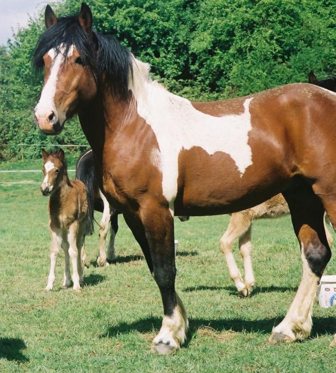  Judo, Pottok stallion, multiple driving champion. - Photo: Chandely