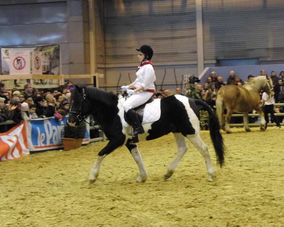 Prairie pottok presented mounted at the Paris Agricultural Show in March 2010. - Photo: Eponimm