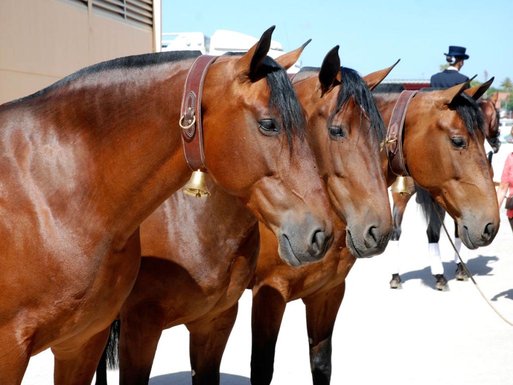  “Cobra” from PRE bay mares in Valencia. - CC BY-SA 2.0 - ValenciaCaballo