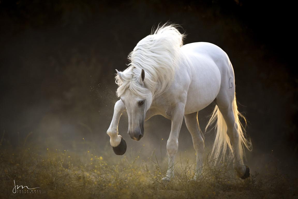 Pura Raza Española (PRE) - Andalusian horse. - CC BY 3.0 - Julia Moll