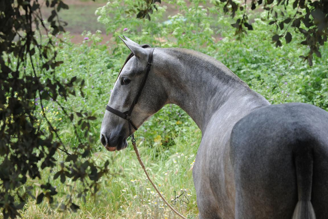 Gray PRE filly. Yeguada Alborán. - CC BY 4.0 - Yeguada Alboran