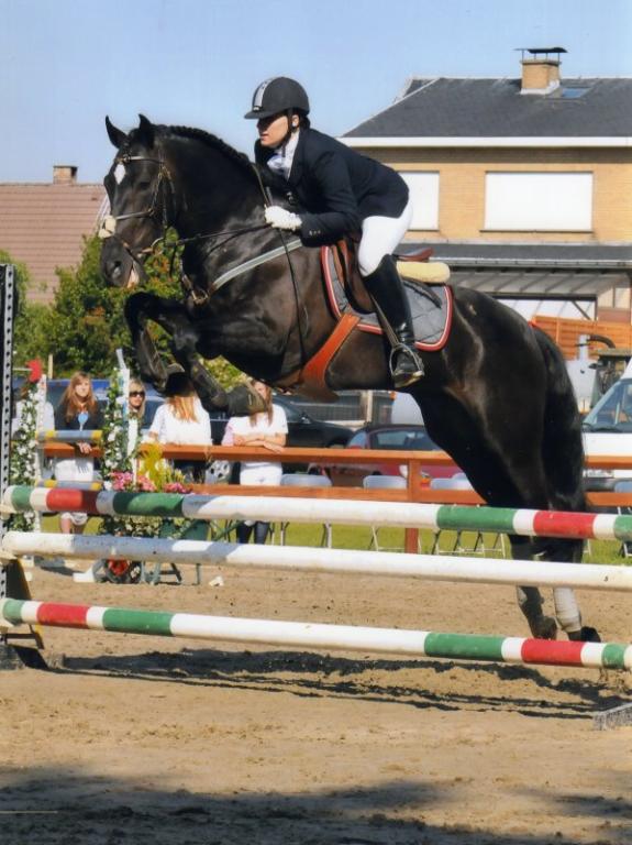  Purebred Spanish horse at a show jumping competition. - CC BY-SA 3.0 - Realinou