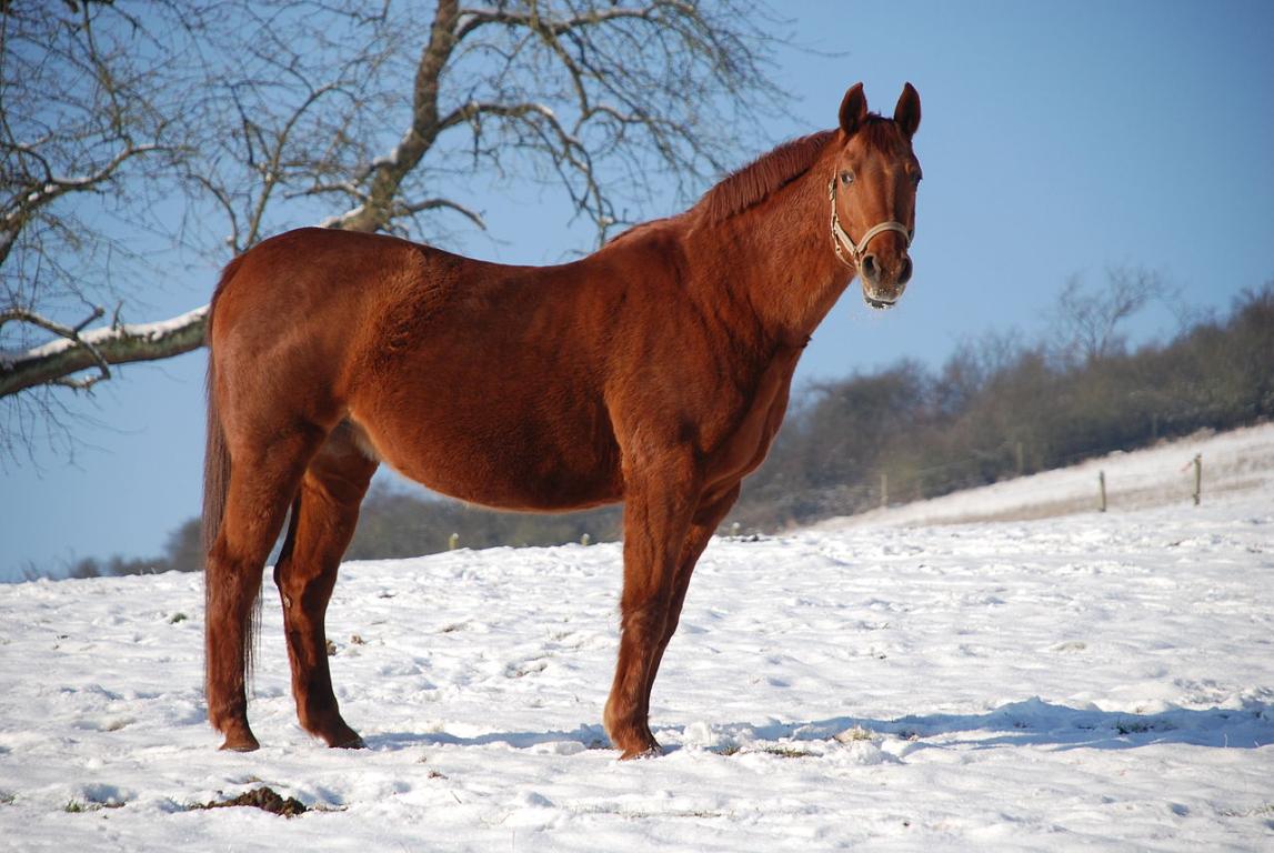  Chestnut warmblood Rhineland in a snowy meadow. - Tierpfotografien