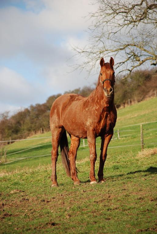  Chestnut warmblood Rhineland mare. - Tierpfotografien 
