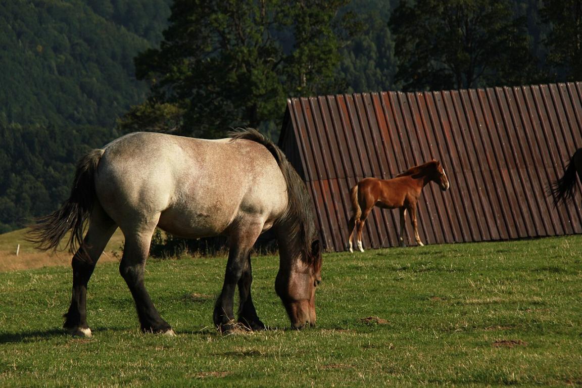 Romanian Draft Horse - CC BY 2.0 - Cristian Bortes
