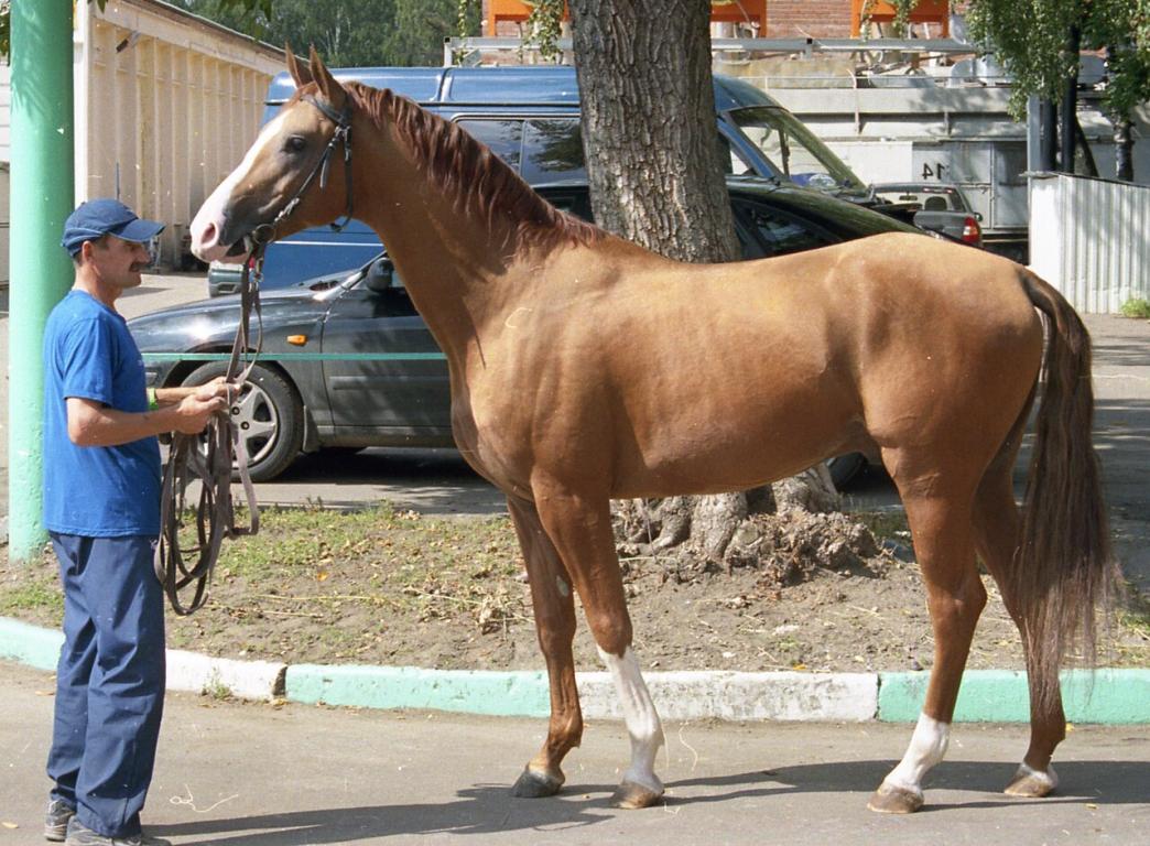  Don horse presented in hand at a standstill. - Public domain - Lena