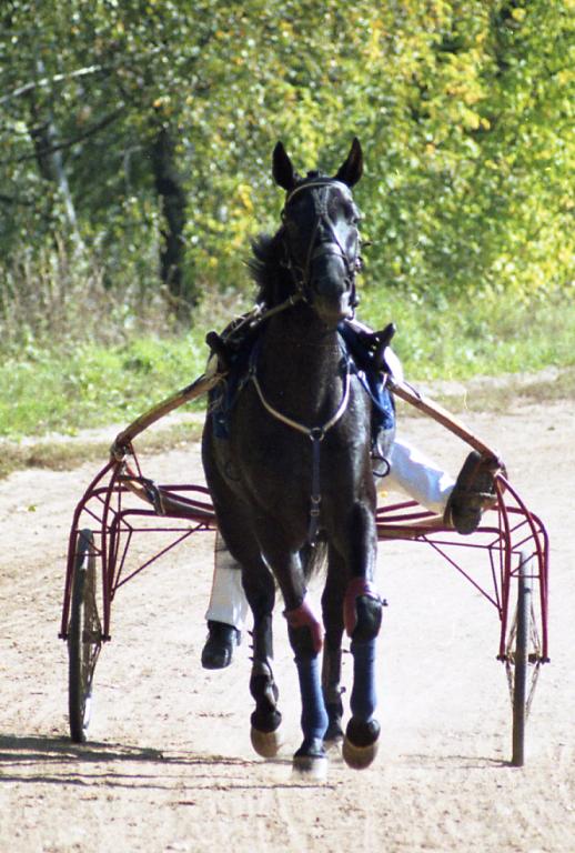 Black Russian Trotter on a sulky. - Public domain - Lena