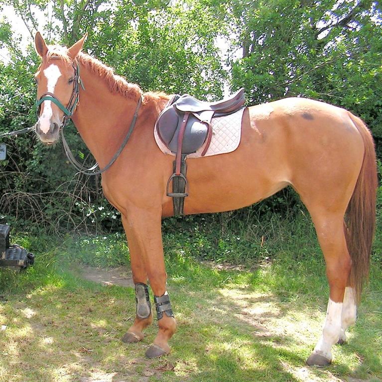 Kaline de Faye, Selle Français mare, Saivres (79), France - Karlyne
