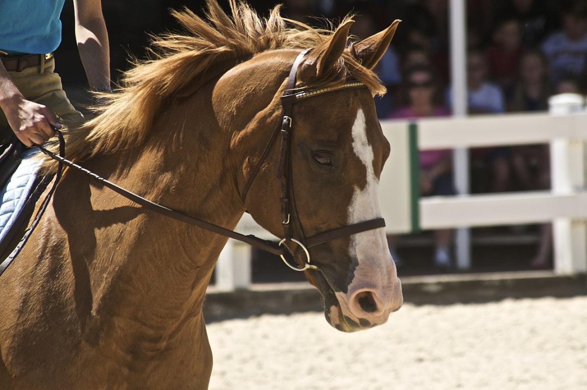 Head of a Selle Français. The influence of the Thoroughbred is evident in the fineness of the features and the appearance of the vein network under the skin. - Just Chaos (Jean)