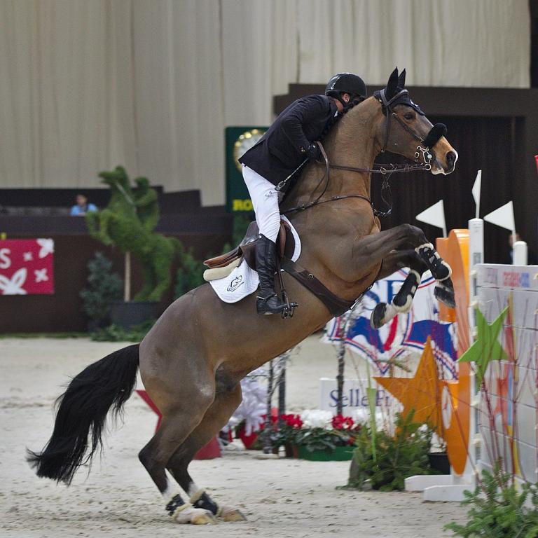 Selle Français gelding at an international show jumping competition - CHI Geneva 2013 - 20131212 - Eric Lamaze and Quelmec du Gery - Clément Bucco-Lechat