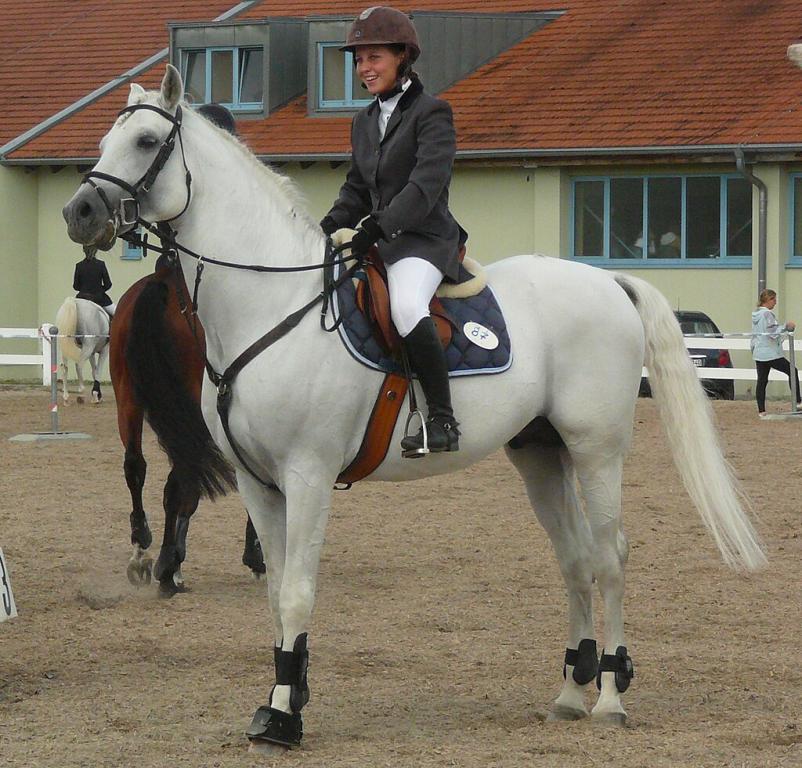 Grey Shagya Arabian stallion show jumping, France - CC BY-SA 3.0 - Photo: Véronique Mestre Gibaud