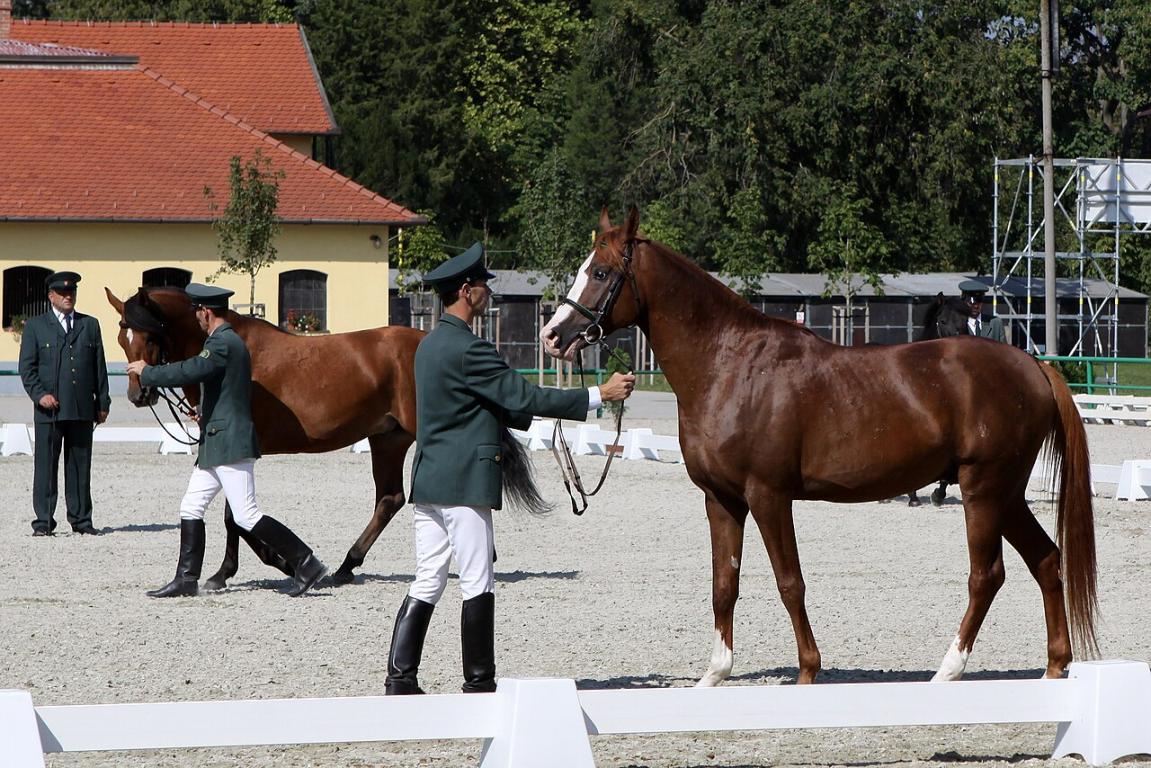 Shagyas presentation at the Topoľčianky stud farm in Slovakia. - CC0 1.0