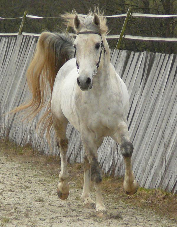 Gray Shagya stallion, seen from the front. - CC BY-SA 3.0 - Photo: Véronique Mestre Gibaud