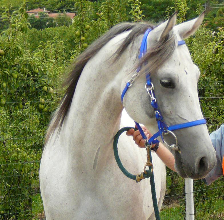 Portrait of a light gray shagya stallion - CC BY-SA 3.0 - Photo: Véronique Mestre Gibaud