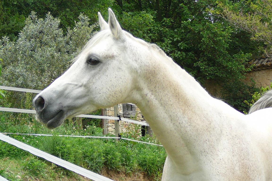 Grey stallion with a concave profile, in France. - CC BY-SA 3.0 - Photo: Véronique Mestre Gibaud