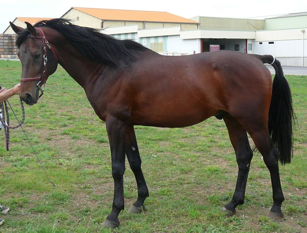 Shagya bay stallion, a much rarer coat than gray. - CC BY-SA 3.0 - Photo: Véronique Mestre Gibaud