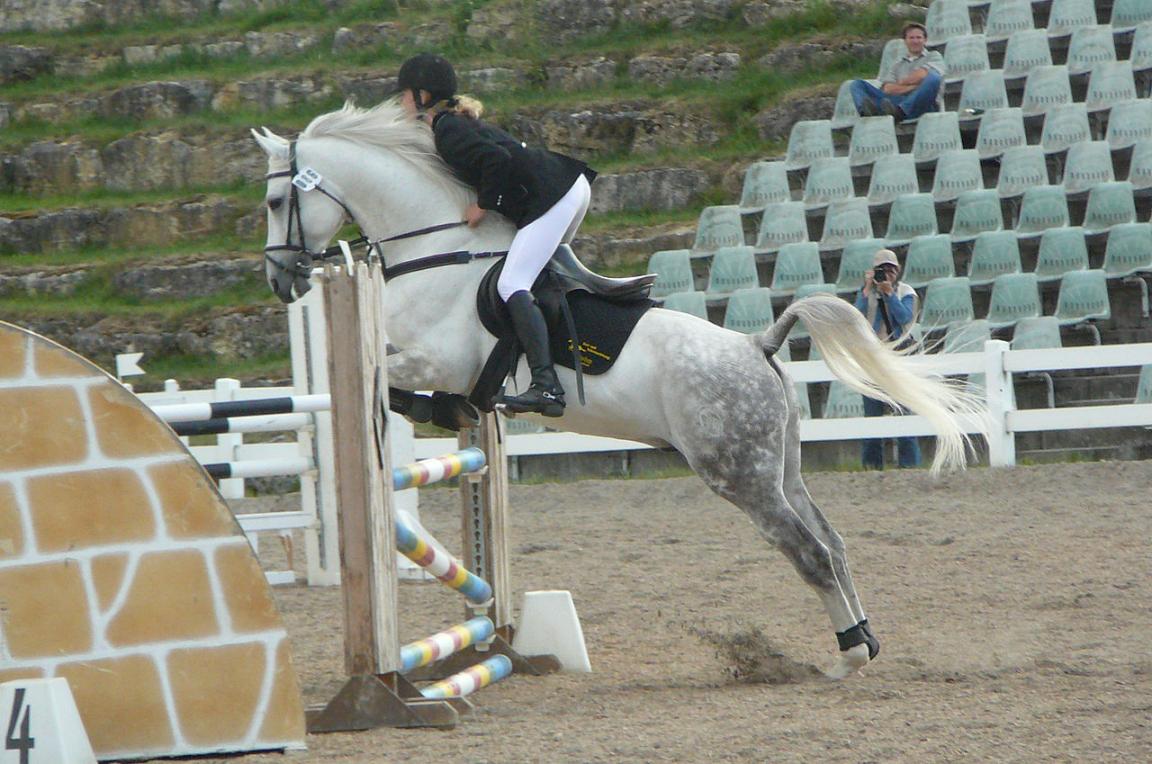 Shagya stallion in show jumping competition. - CC BY-SA 3.0 - Photo: Véronique Mestre Gibaud