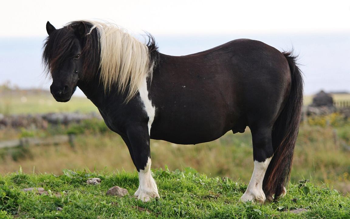 A piebald Shetland pony on the Shetland Islands. - CC BY-SA 2.0 - Ronnie Robertson