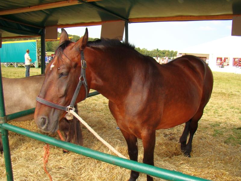Cherry bay Silesian at a horse show. - CC BY-SA 3.0 - Silar