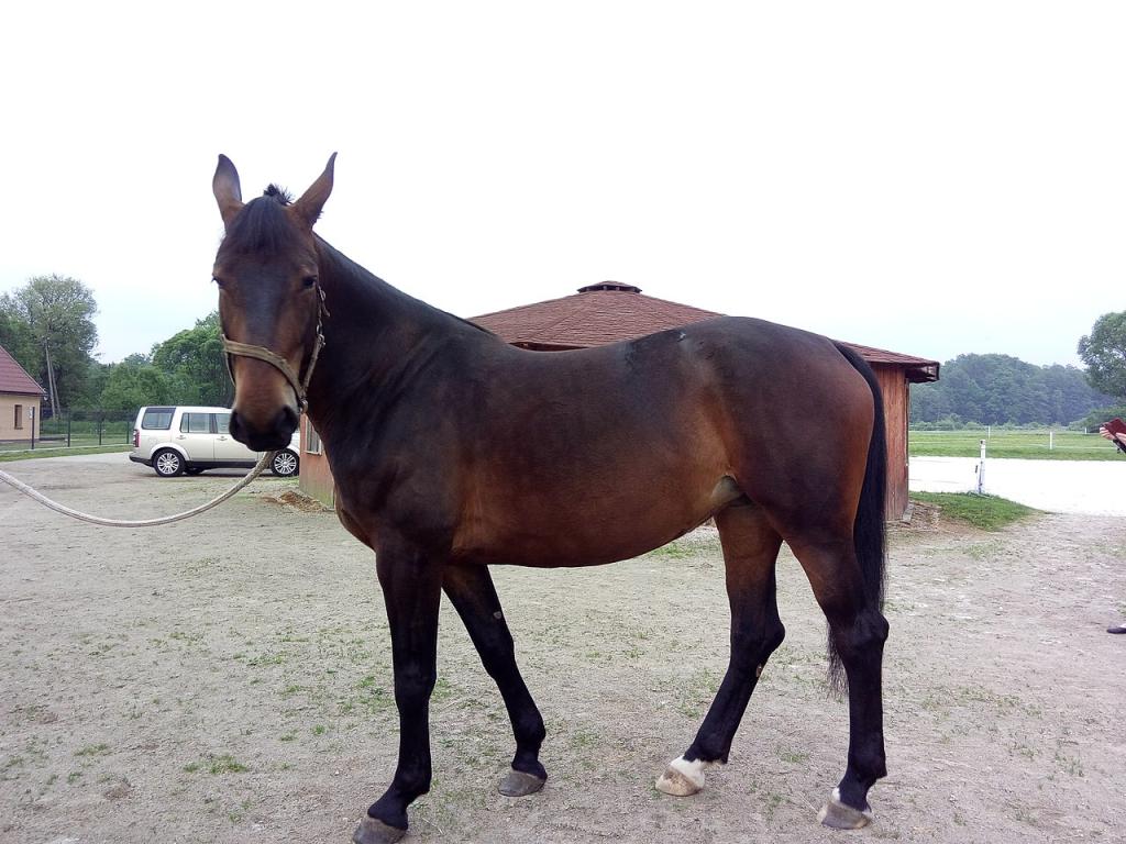  4-year-old Silesian mare, model - CC BY-SA 4.0 - Soldier of Wasteland