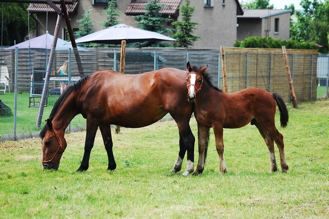 Silesian mare and foal. - CC BY-SA 4.0 - Katrina Swinnley