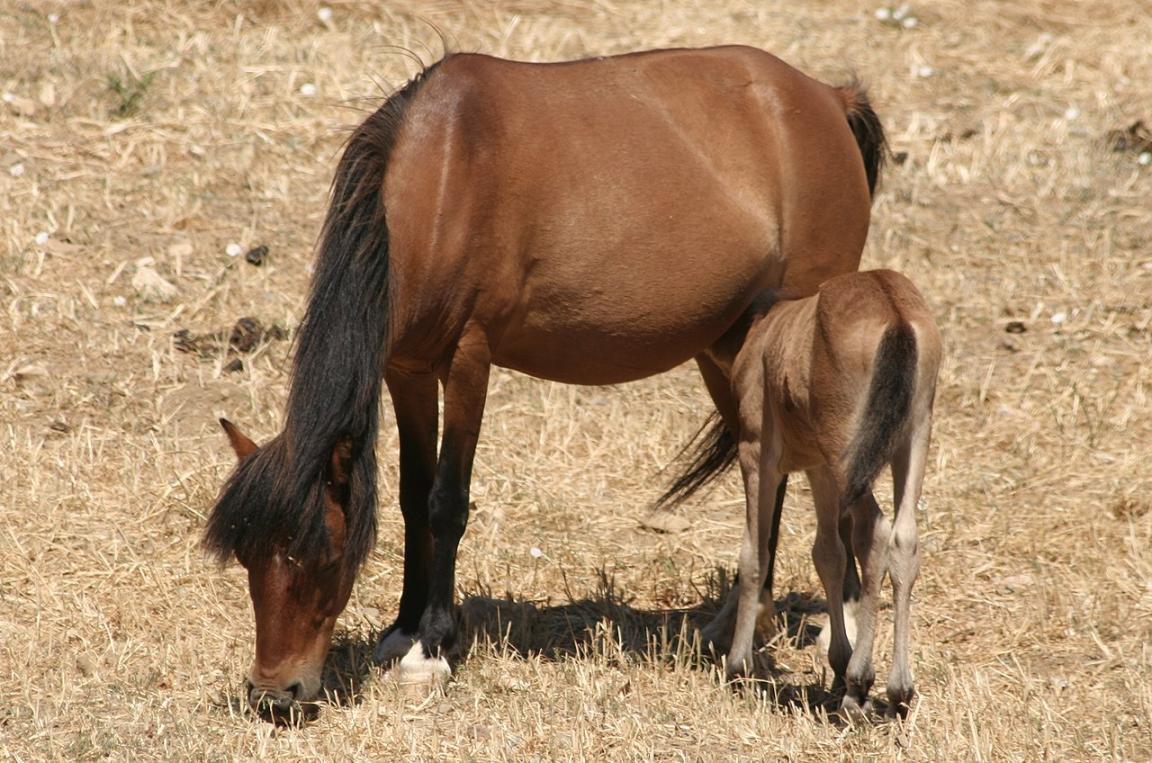 Skyros bay mare and foal - CC BY-SA 2.0 - Andrew Frey-Lempicki