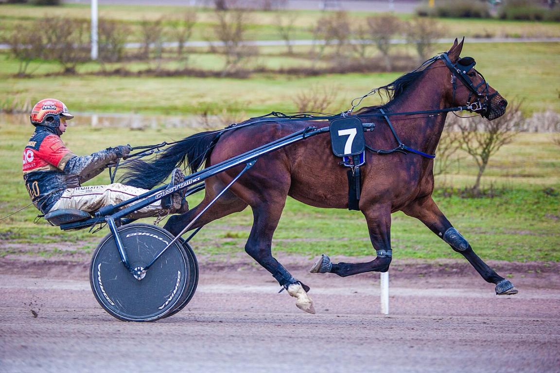 Standardbred - First Class Lady and Tapio Perttunen at Vermo 4.5.2019 - CC BY-SA 4.0 - Photo : Markus Kauppinen 