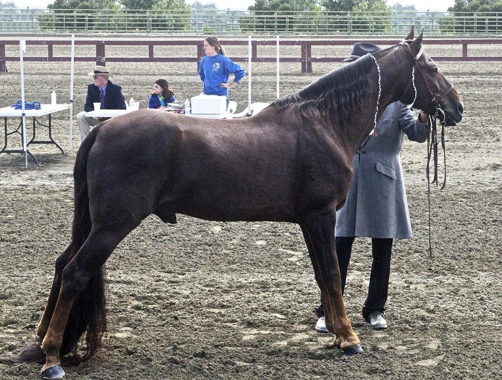Tennessee Walker horse model - CC BY 2.0 - Just chaos