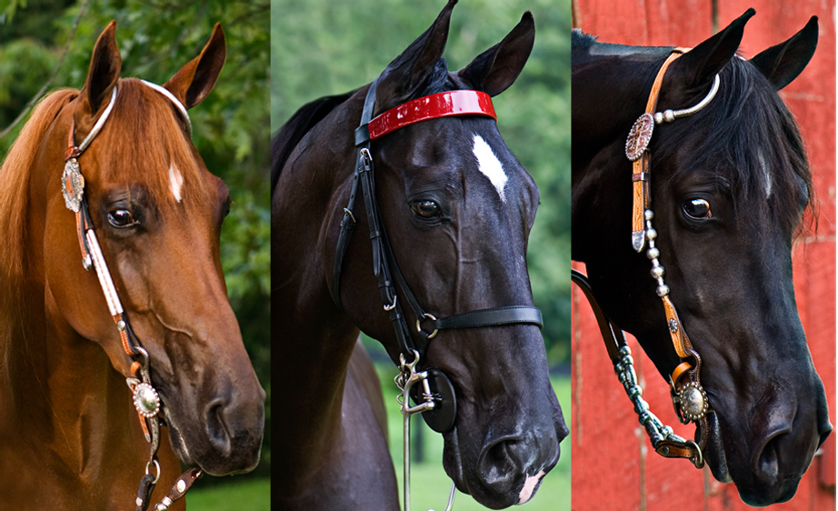 Tennessee Walker Head - CC BY 3.0 - Jackie O Photography