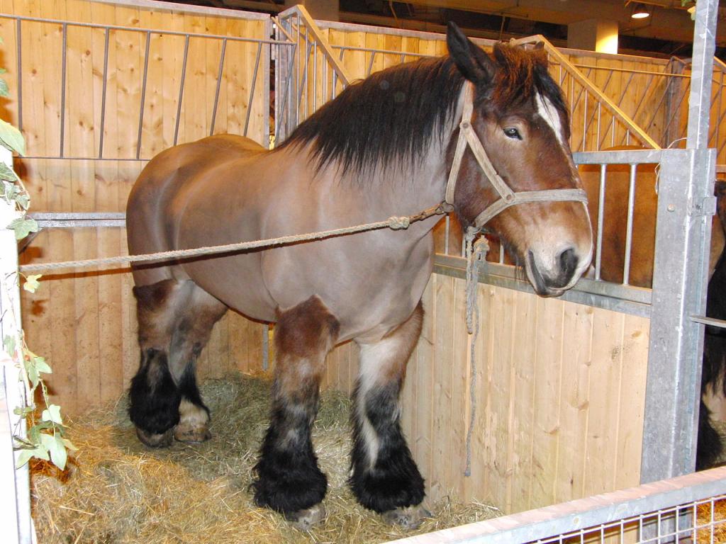 Trait du Nord - 2010 Agricultural Show - CC BY-SA 3.0 - Eponimm