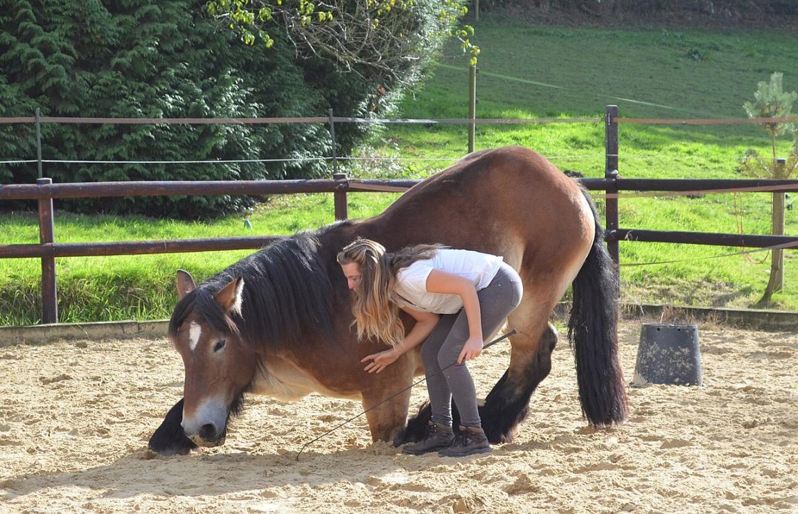 Trait du Nord, Ardeche du Don, performing equestrian show exercises, here curtseying in freedom. - CC BY-SA 4.0 - Morgane THOMAS