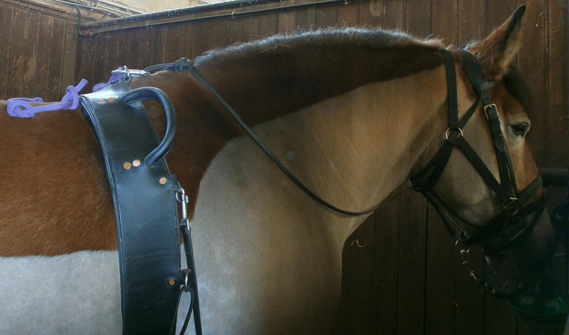 Forehand of the Trait du Nord, belonging to the Chantilly Living Horse Museum. - CC BY-SA 3.0 - Tsaag Valren