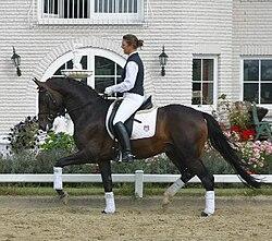Trakehner stallion, born in 2000, by Tambour and Costa Rica by Maizauber - Kleopatra4