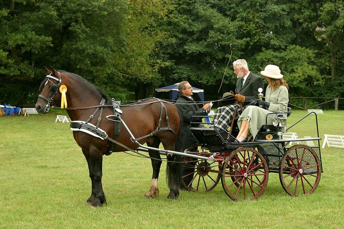 Welsh bay cob in harness. - CC BY-SA 3.0 - MBurger