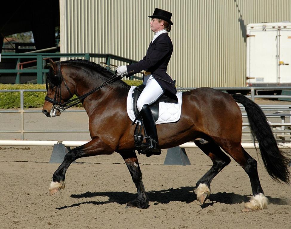 Welsh cob bay ridden in dressage. - CC BY-SA 2.0 - Nikki