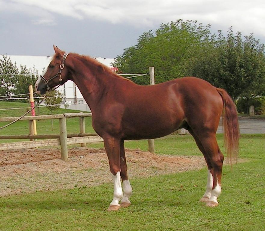 Avenger, 7-year-old Westphalian, model. - CC BY-SA 2.5 - Karlyne
