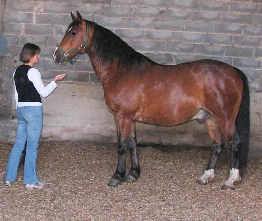 Wielkopolski heavy, bay dress. - CC BY-SA 3.0 - Karen Gerlach
